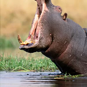 Hippopotamus (Hippopotamus amphibius) with mouth open wide