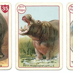Three hippopotamus playing cards Victorian animal families game