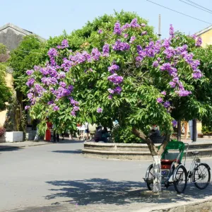 Hoi An old town street scene