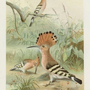 Hoopoes chromolithograph 1896