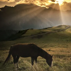 A Horse in Caucasus Mountains at morning