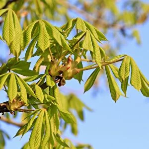 Horse Chestnut -Aesculus hippocastanum-, foliation, Slavonia, Croatia