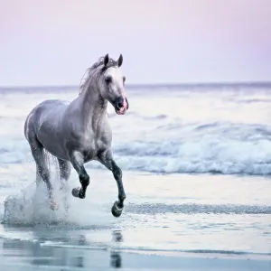 Horse Running on Beach