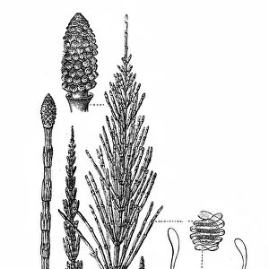 Horsetail plant (Equisetum Sylvaticum)