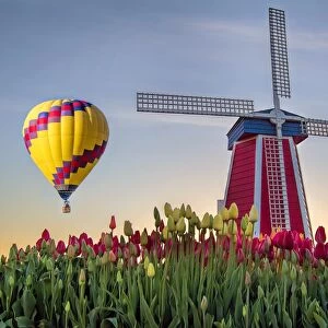 Hot Air Balloon Over Tulip Field
