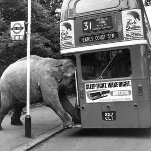 David Smart's Elephant Boarding Bus Print, 1980