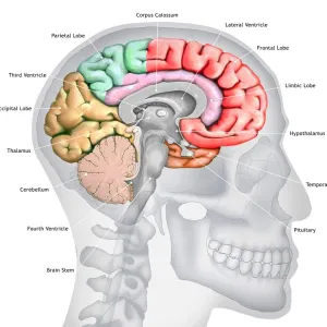 Human brain, illustration