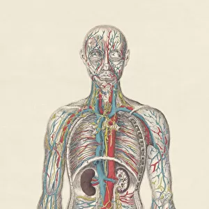Human circulatory system, hand-coloured engraving, published in 1861