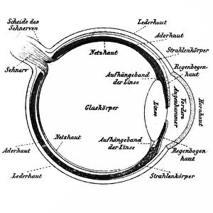 Human eye, published in 1898