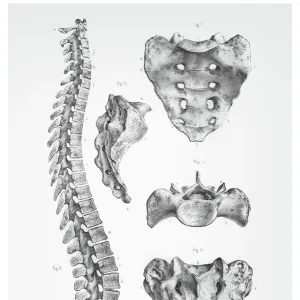 Human spine anatomy illustration 1866