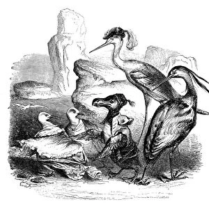 Humanized animals illustrations: Penguins and birds