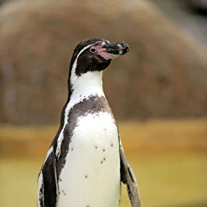 Humboldt Penguin or Peruvian Penguin -Spheniscus humboldti-, adult, Luisenpark, Mannheim, Baden-Wurttemberg, Germany