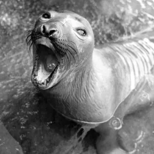 Hungry Seal