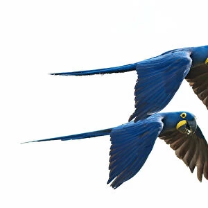 Beautiful Bird Species Premium Framed Print Collection: Hyacinth Macaw (Anodorhynchus hyacinthinus)