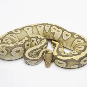 Hypo Mojave Ball Python Print Hypo Mojave Ball Python Print