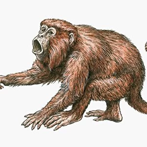 Illustration of aggressive male Red Howler Monkey (Alouatta Seniculus)