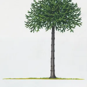 Illustration of Araucaria araucana (Monkey Puzzle) tree