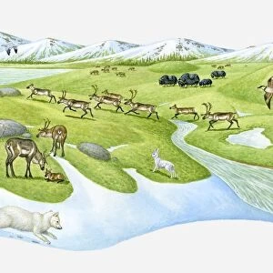 Illustration of Arctic Fox, Skua, Hare, Wolf, Caribous and Bison on Arctic landscape in Spring