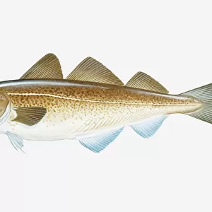 A Framed Print Collection: Atlantic Cod