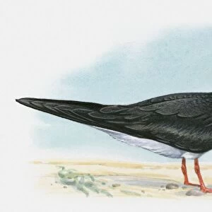 Illustration of a Black Skimmer (Rynchops niger)