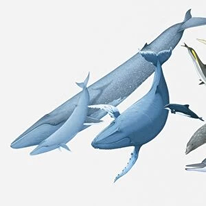 Illustration of Blue Whale and young, Humpback Whale, Black Dolphin, Beaked Whale, Atlantic White-sided Dolphin, Spinner Dolphin, and White Whale