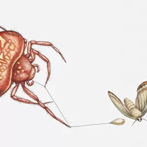 Illustration of Bolas spider (Cladomelea debeeri) catching moth with sticky lure at the end of a thread