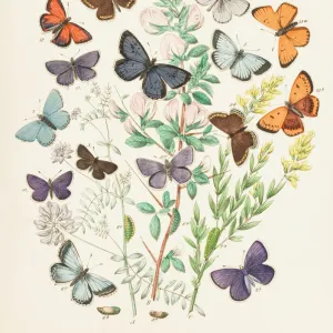 Animal paintings