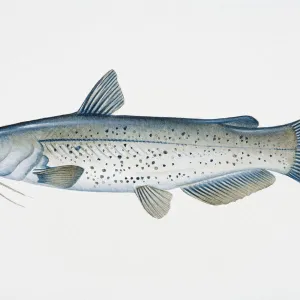 Illustration of Channel catfish (Ictalurus punctatus), North American freshwater fish