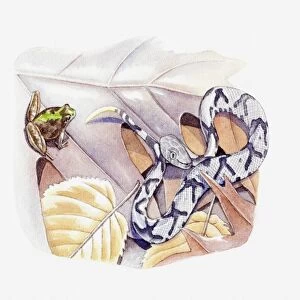 Illustration of Copperhead Snake (Agkistrodon contortrix) and frog on leaf