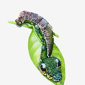 Illustration of Costa Rica Leaf Moth (Oxytenis modestia) caterpillar using natural camouflage on green leaf