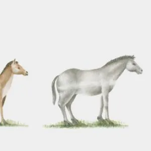 Illustration of evolution of the horse