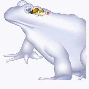 Illustration of a frogs brain, including cerebrum, cerebellum, and medulla