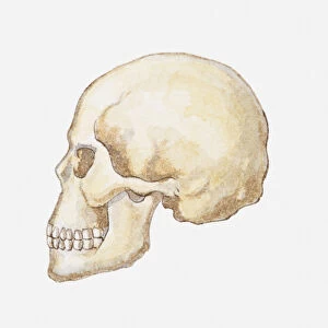 Illustration of Homo sapiens skull