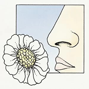 Illustration of human nose smelling flower