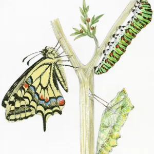 Illustration of life cycle of Swallowtail Butterfly (Papilio machaon) from pupa and caterpillar, to adult butterfly