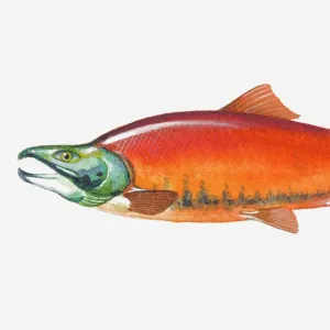 Illustration of male Sockeye Salmon (Oncorhynchus nerka) fish