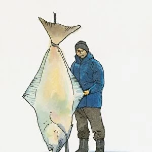 Illustration of man holding European Turbot (Psetta maxima) caught in Black Sea region of Turkey