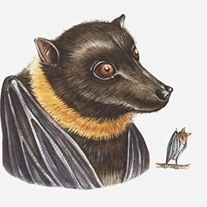 Illustration of Mariana Fruit Bat (Pteropus mariannus mariannus)