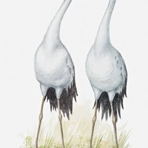 Illustration of a pair of cranes singing together, side by side