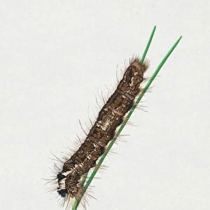 Illustration of Pine-tree Lappet (Dendrolimus pini) caterpillar blades of grass