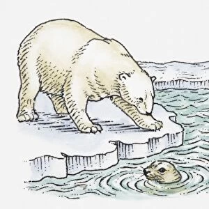 Illustration of polar bear looking at seal in water