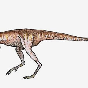 Illustration of Procompsognathus theropod dinosaur