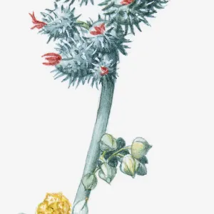 Illustration of Ricinus communis (Castor Oil Plant), with red and yellow flowers and green leaves