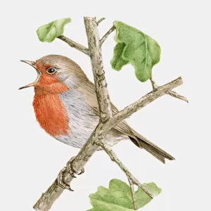 Illustration of a Robin (Erithacus rubecula) perching on a branch and singing