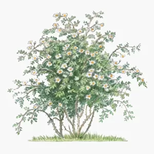 Illustration of Rosa Arvensis, abundance of white flowers and green leaves on tall stems