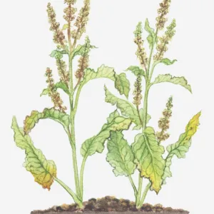 Illustration of Rumex crispus (Curled dock), leaves and flowers