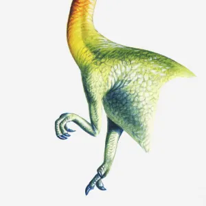 Illustration of a Segnosaurus eating leaves, Cretaceous period