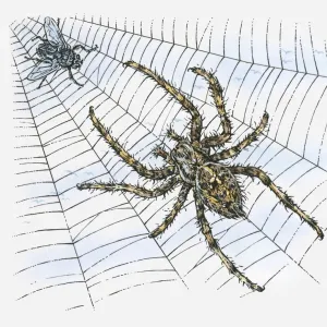 Illustration of spider with fly caught in web