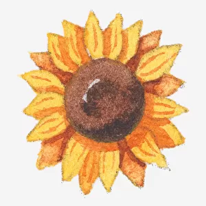 Illustration of a sunflower