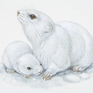 Illustration, white adult and baby Arctic Lemmings (Dicrostonyx torquatus), side view